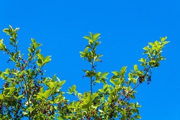 Fototapeta premium Black mountain ash bush against the sky is used in folk medicine to lower blood pressure
