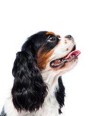 dog looking sideways on a white background, Cavalier King Charles Spaniel