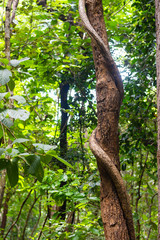 The ivy groves the trees in the dry evergreen forest. Southeast Asian rain forests