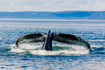 whale in the saint laurent © Kevin