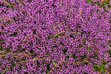 Floral background made of blossoming Heather flowers common known as Callluna Vulgarus with green grass. Ireland