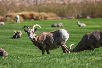 long horned sheep in the meadow