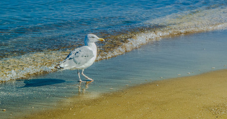  Möwen am Strand in Swinemünd, Polen. Seagulls on the beach in Świnoujście, Poland.
