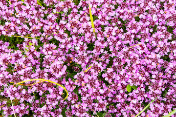Floral background made of blossoming Heather flowers common known as Callluna Vulgarus with green...