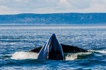 whale in the saint laurent