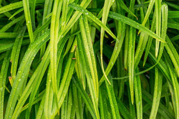 Fototapeta na wymiar Long green leaves with dew drops
