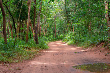 Fototapeta premium The walkway is sandy and wet in the rain forest.