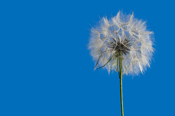 Big dandelion on background of blue sky