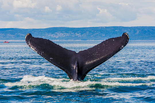 Whale In The Saint Laurent