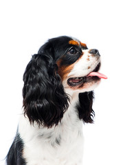 Fototapeta premium dog looking sideways on a white background, Cavalier King Charles Spaniel