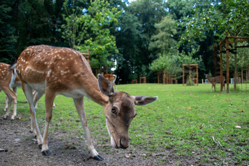 Reh im Park füttern gehege portrait 