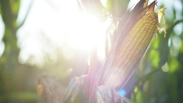 Ripening corn on the cob in sunset