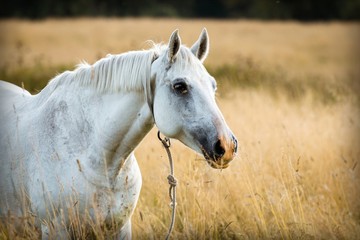 Portrait of a white horse in a field of golden grass