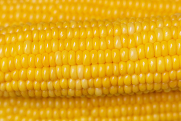 Boiled Sweet Corn Close Up.