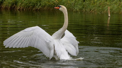 Fototapeta premium Schwan
