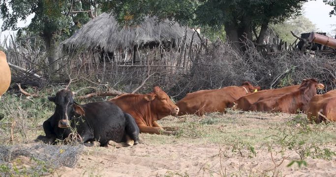 Herd of cows resting at the krall in a village in botswana