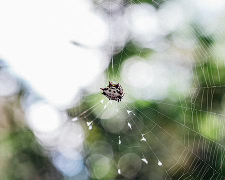 Spiny-Backed Orb Weaver Spider