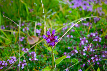beautiful mushroom in green Heather in the forest. flowering Heather, young beautiful mushroom. not an edible mushroom in the forest in the grass. Ireland