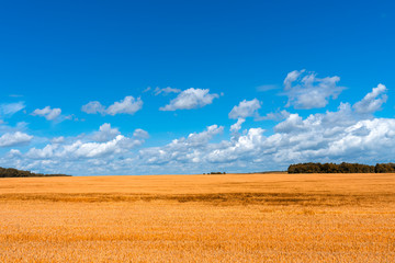 Obraz premium golden wheat field under a beautiful sky on a summer day. harvest concept