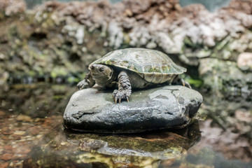 Specimen of European turtle on a rock inside a terrarium