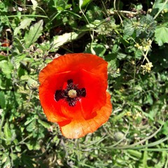 une belle fleur rouge dans un jardin