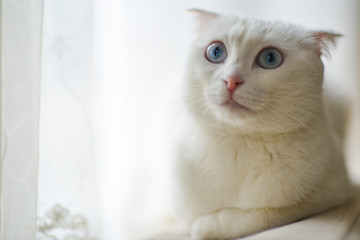 Scottish fold breed white cat with blue eyes in natural window light