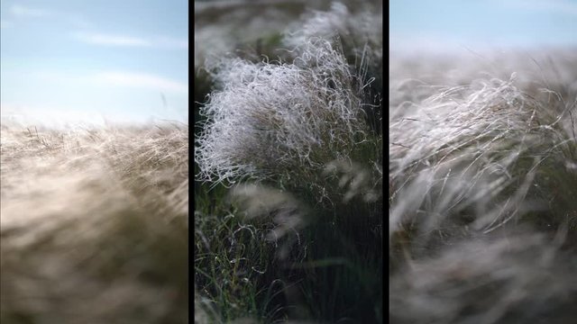 collage feather grass develops in the wind