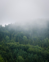 Fototapeta na wymiar Beautiful green forest mountains wiht fog