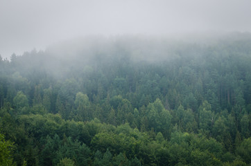 Beautiful green  forest mountains wiht fog