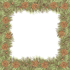 Ponderosa pine branches and cones on white background. Square vintage frame. Hand-drawn collection of holiday decor and greeting cards. Vector illustration.