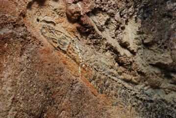 fossile