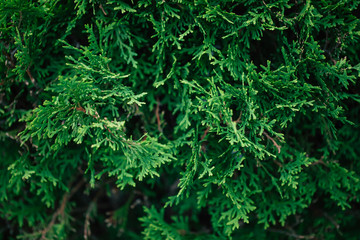 Close up photo of thuja bush in the summer season