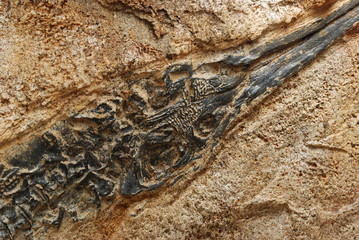 fossile