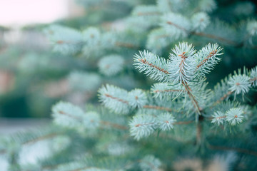 Close up photo of blue fresh spruce branches