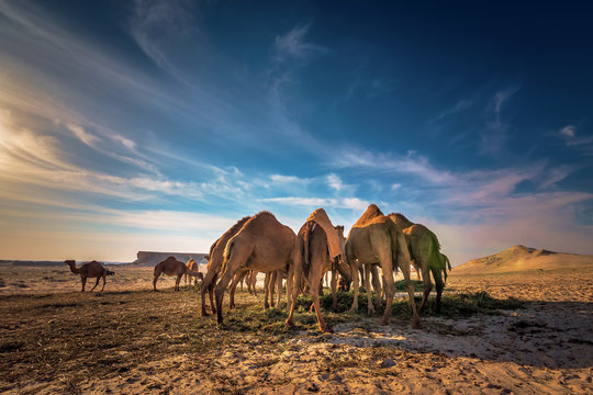 Beautiful desert view and group of camels near Al sarar desert in Saudi Arabia.background blurred image.