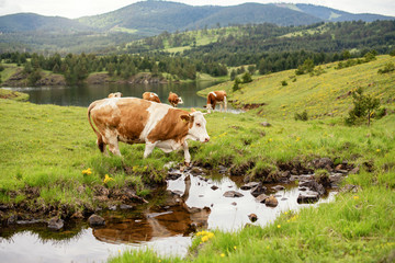 Thirsty cow by the water
