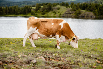 Fototapeta na wymiar A cow grazing the grass