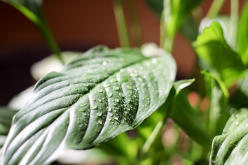 Close-up of fresh green foliage with water drops after rain