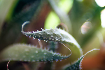 Fototapeta premium close up of a cactus