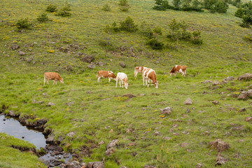 A brown cow grazing the grass