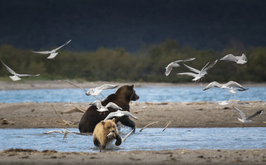Wild animals of Kamchatka Peninsula, Russia.