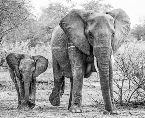 An elephant cow and her calf walking towards the camera, Greater Kruger. 