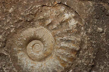 fossile