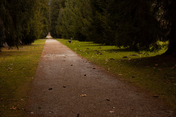 soft focus passage trail for walking in shadow from park trees in autumn environment space September