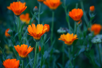 Orange and yellow flower in garden. Calendula officinalis, the pot marigold, ruddles, common marigold or Scotch marigold