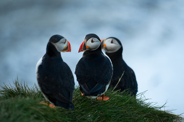 atlantic puffin in iceland