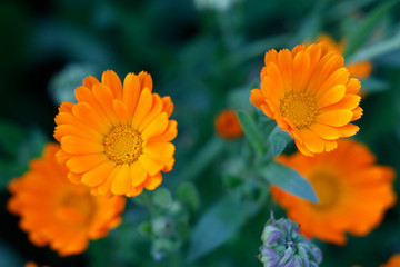 Orange and yellow flower in garden. Calendula officinalis, the pot marigold, ruddles, common marigold or Scotch marigold