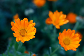 Orange and yellow flower in garden. Calendula officinalis, the pot marigold, ruddles, common marigold or Scotch marigold