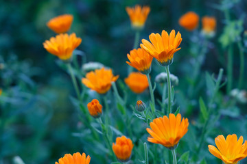 Orange and yellow flower in garden. Calendula officinalis, the pot marigold, ruddles, common marigold or Scotch marigold