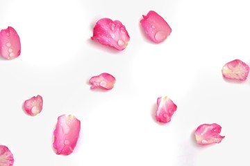 Blurred a group of sweet pink rose corollas with droplets on white isolated background  